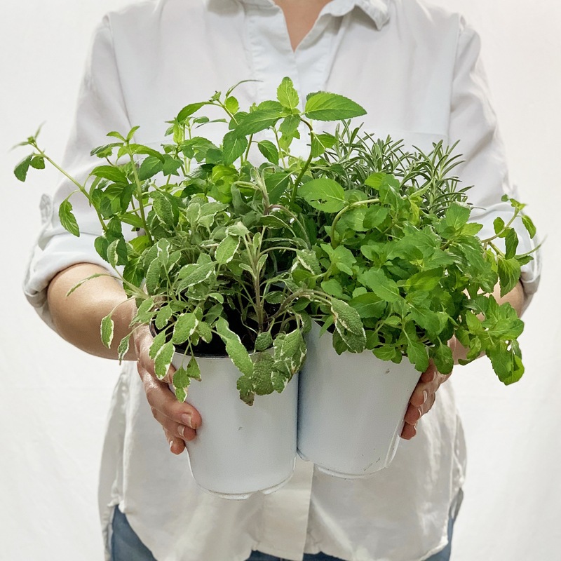 Cocktail Herb Plant Collection