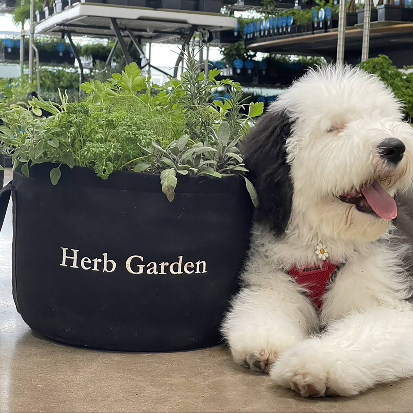 Culinary Herb Garden Kit with Plants