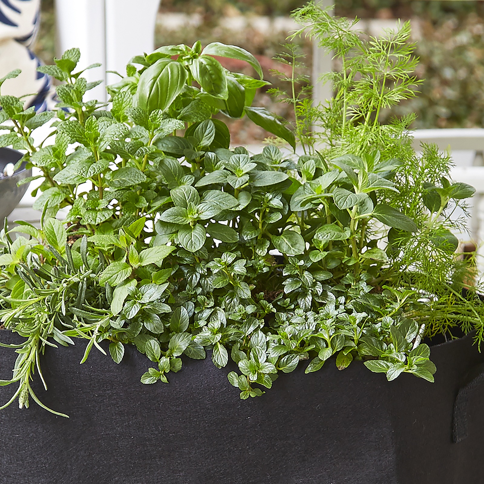Culinary Herb Plants