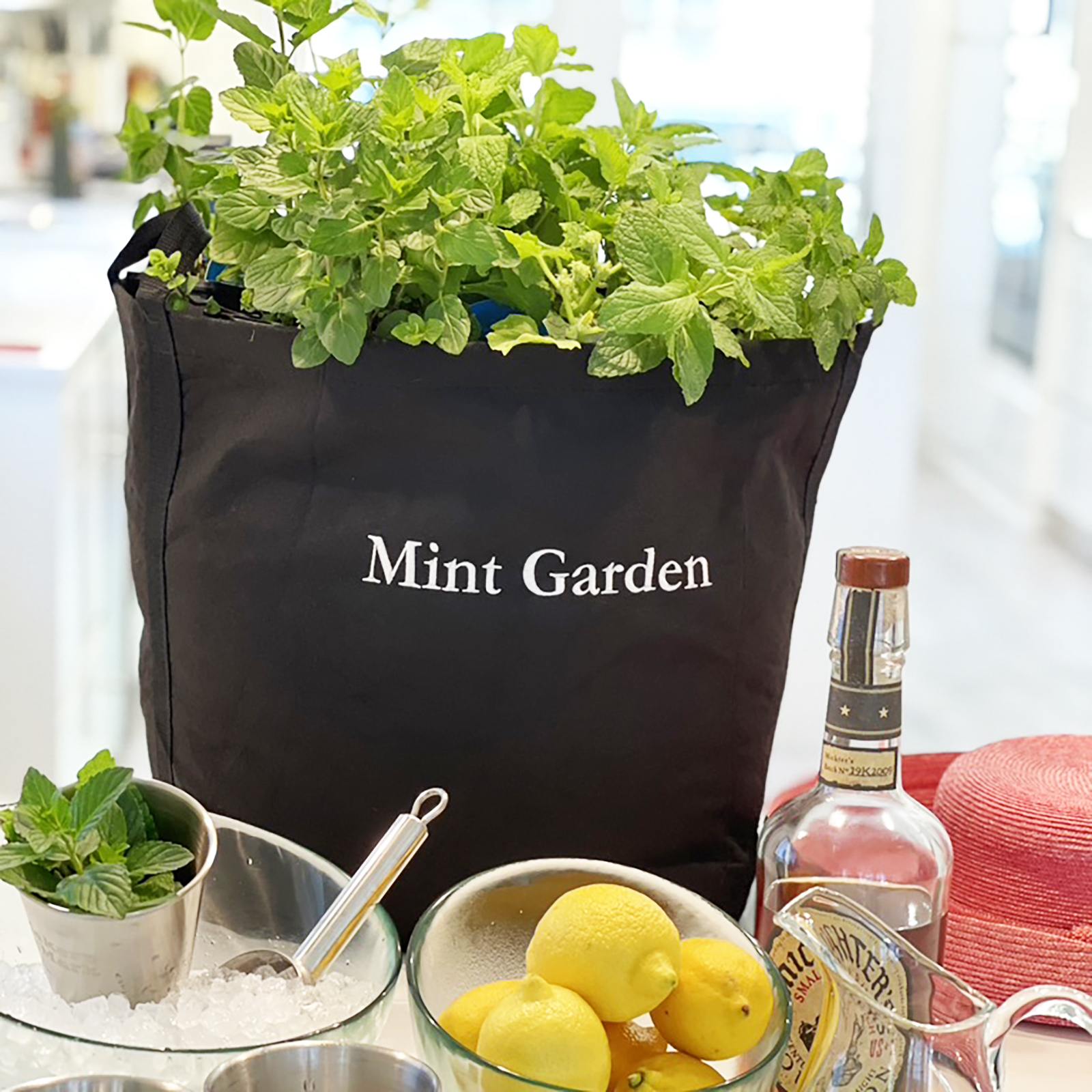 Mint Garden Kit with Plants