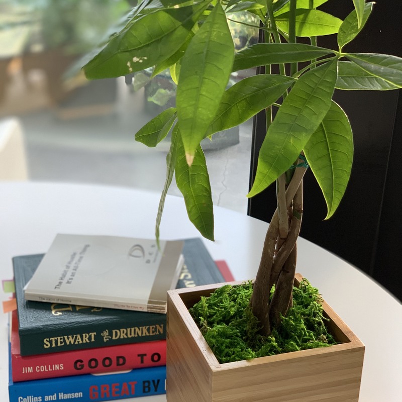 Premium Money Tree in Bamboo Planter