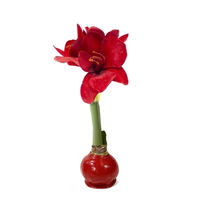 Red Waxed Amaryllis Bulb, Red Bloom
