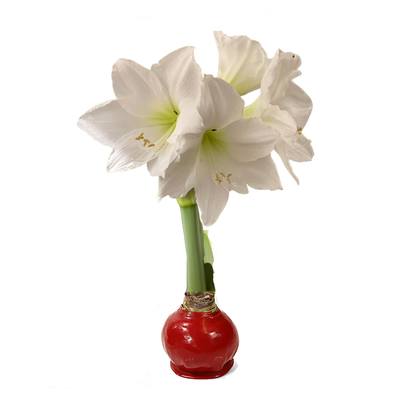 Red Waxed Amaryllis Bulb, White Bloom