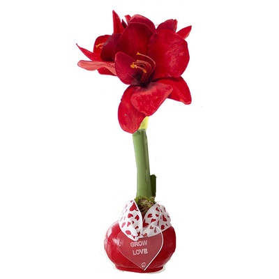 Red Waxed Amaryllis Bulb with Red Bloom and Grow Love Tag